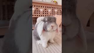 Bunnies are boss  Funny Bunny | Funny Pets