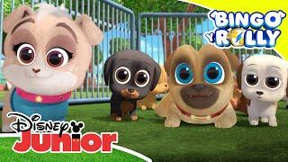 Bingo y Rolly: Cachorros problemáticos | Disney Junior Oficial