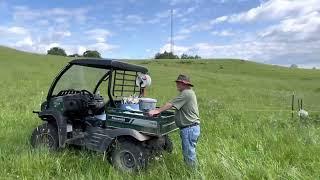 Turkey Field Paddock, #farming #grass #kentuckyproud #grazing #rotational