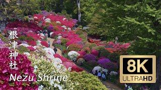 Nezu Shrine Azalea Garden - Tokyo - 根津神社 - 8K