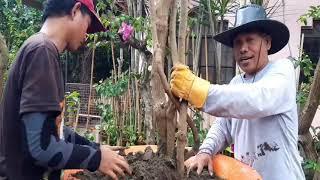 Bougainvillea Planting in Big Pots