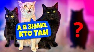 24 часа с "беременной" кошкой и нашими домашними животными. У нас новый зверек / SANI vlog
