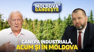 Moldova Gândește: Cânepa industrială, acum și în Moldova /15.11.2024