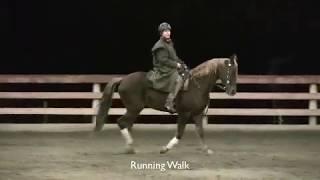 Tennessee Walking Horse- Gaits