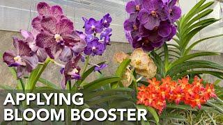 APPLYING BLOOM BOOSTER FERTILIZER | Result & How To Apply Bloom Booster Fertilizer to Vanda Orchids