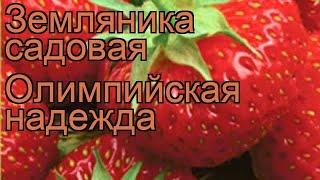 Земляника садовая Олимпийская надежда  обзор: как сажать, рассада земляники Олимпийская надежда