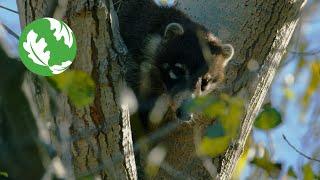 Wild & Free - Saving the Gila River