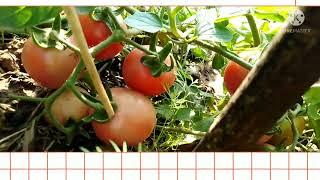 ep 2 backyard and me  #tomatoesged