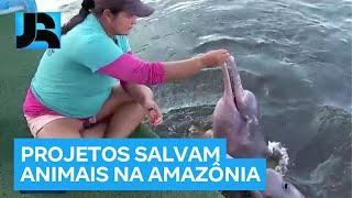 Projetos ambientais salvam a vida de animais ameaçados de extinção na Amazônia