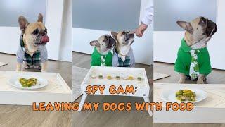 Dogs Attempt The Leave It Challenge