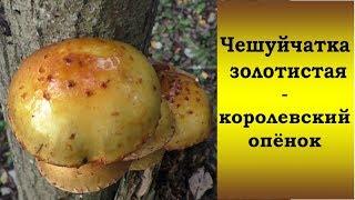 Чешуйчатка золотистая - королевский опёнок!