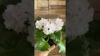 Фиалка АВ-Анна Павлова #цветы #flowers #фиалки #violet #сад #фиалка
