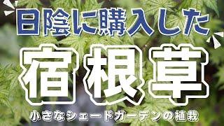 【日陰に購入した宿根草】おぎはら植物園で購入したシェードガーデンに最適な宿根草をご紹介します。