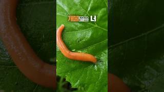 Urechis unicinctus?│개불같은 너 