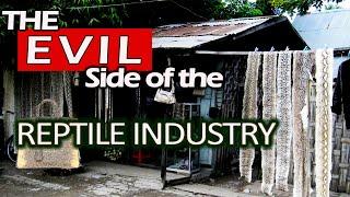 WARNING️ Skin Trade; The Dark Side of the Reptile Industry