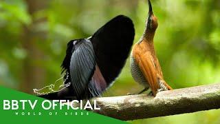 30 Rarest & Precious Birds In The World  | BBTV Official | Wildlife Documentary