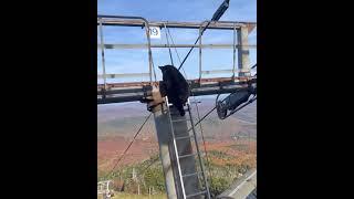 Bear Climbs up Ski Lift Tower - 1530899-6