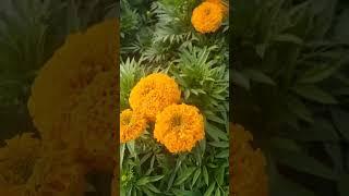 marigold seeds
