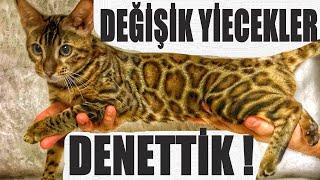 GERÇEK KEDİ SESİ AÇIP KEDİMİ ÇILDIRTIM DEĞİŞİK YİYECEKLER DENETTİK MİNTİK KISKANDIRDIK (ASMR VİDEO)