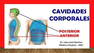  BODY CAVITIES IN ANATOMY, Subdivisions. Easy, Fast and Simple