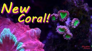 I Traded Coral with Reef Builders and Tank Update