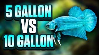 5 Gallon Vs 10 Gallon Tanks: Which Aquarium Size Is Best For You?