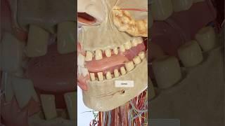 Alveolar nerves 3D visualization with VOKA Anatomy Pro: the sensory superhighways for teeth and gums