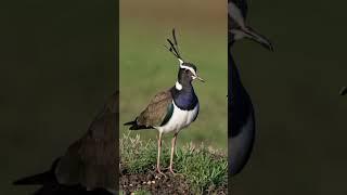 The Northern Lapwing. Facts about birds. #birdspeciesnames