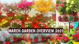 MARCH GARDEN OVERVIEW 2023 | GARDEN LOADED WITH HEAVY BLOOMS 