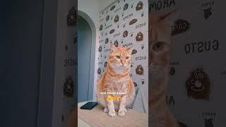 я все таки его нашла.. мой смысл жизни  #шанди #кот #смыслжизни