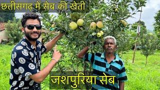 Apple farming in Jashpur Chhattisgarh India / जशपुरिया सेब / करदना Village vlog