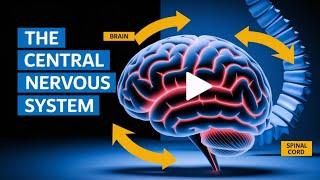 What's Inside Your Central Nervous System? | Brain and spinal cord