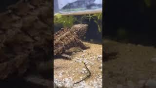 first meal for my alligator snapping turtle toddler caught on camera