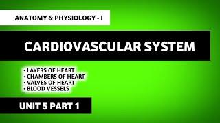 Cardiovascular System | Structure And Function Of Heart | Human Anatomy And Physiology | B Pharma