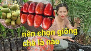 ngọc diệu giới thiệu  giống Chà Là nên trồng @0358392227 & @0915061058 @chalanuoicaymo7979