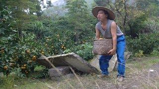 Wild Cooking-Have you ever picked up tangerines and dug up sweet potatoes when you were younger?