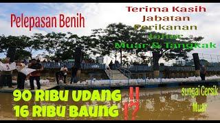 Apa⁉️ Sebanyak 90 Ribu Benih Udang Galah..16 Ribu Baung Dilepaskan Di Sungai Gersik Muar ‼️