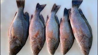 Simple Way To Catch Mangrove Snapper For Dinner (Florida Saltwater Fishing)