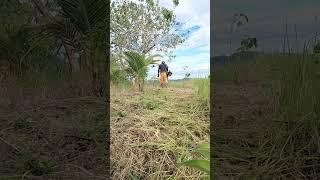 how to used grass cutter #highlights #moreviews2024 #moresubcriber #more