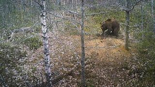 Brown bear attack on a wolf den