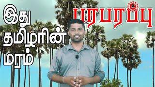 தமிழருடன் ஒன்றாக வளரும் பனை மரம் | பரபரப்பு வாழ்வியல் | Palmyrah tree