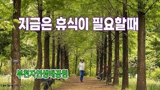 부천에서 가장 가볼만한곳/ 부천 추천여행지/ 자연생태공원