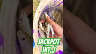 JACKPOT CATCH: The Ultimate Mullet Fishing Frenzy! #fishing #taritofisherman