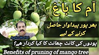 Importance of pruning in mango tree | pruning of mango tree | mango farming in Pakistan