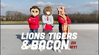 Lions,Tigers,Bacon Roof Shot