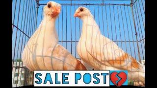 #Shorts #Fancy_Pigeon  #German_Owl #Bd  #New_Fancy_Pigeon_Sale | German Owl Baby Sale | Fancy Pigeon