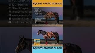 Beautiful Horse Photography Tips - #shorts