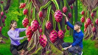 Farm Life | Harvesting Ripe Dragon Fruit from Ancient Tree to Sell | The Simple Life of Poor Couple