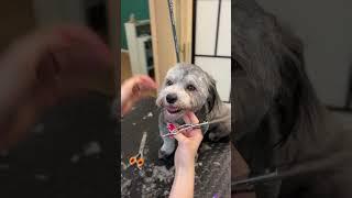 Short haircut on a Havanese dog