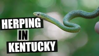 Herping in Kentucky and Indiana! And finding our first Rough Greensnake!